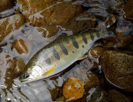 渓流ミノーイング